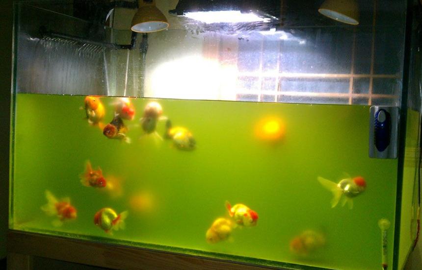 处理鱼缸绿水真的不难，看完这些，绝让你从此告别绿油油的鱼缸