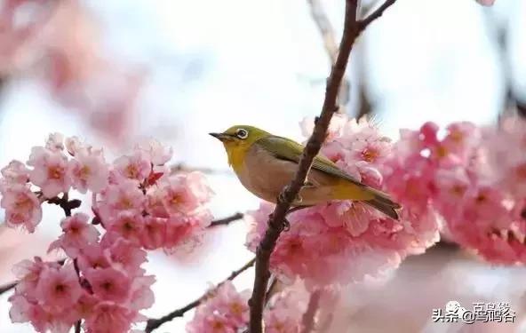 高手治疗绣眼水便方法总汇