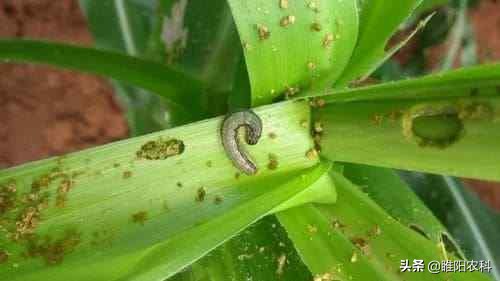 这个新型环保超高效杀虫剂，能杀400多种害虫，持效期可达90天