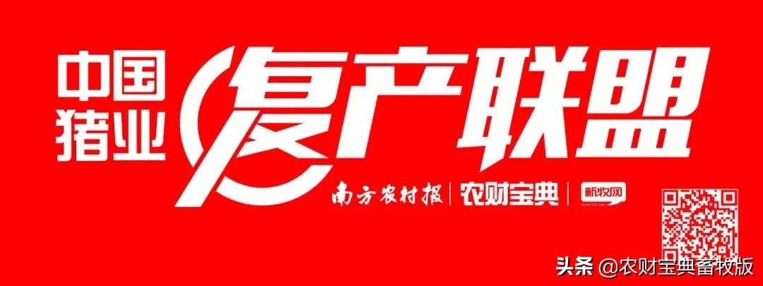 丁磊现代化猪场在哪里,养猪大企业丁磊