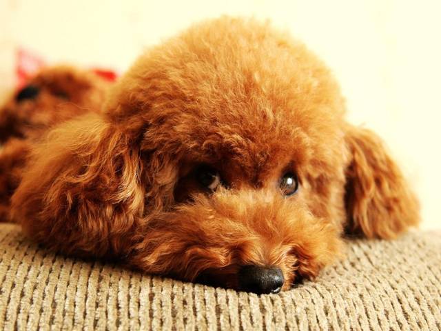 泰迪毛发枯燥,泰迪毛发不好该怎么改善