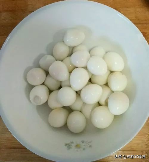 法巨鹌鹑养殖技术,鹌鹑的养殖技术需掌握这三点