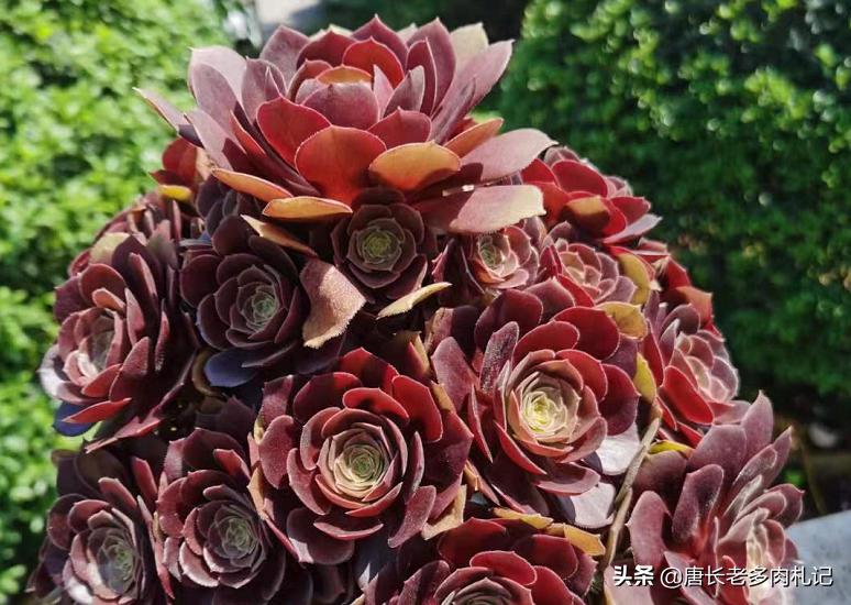 多肉法师颜色差没亮度怎么办,多肉法师怎么养容易出状态