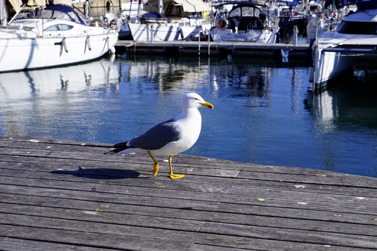 索尼微单陪我去看最美的世界 (退休以后我的旅途与索尼微单相伴)
