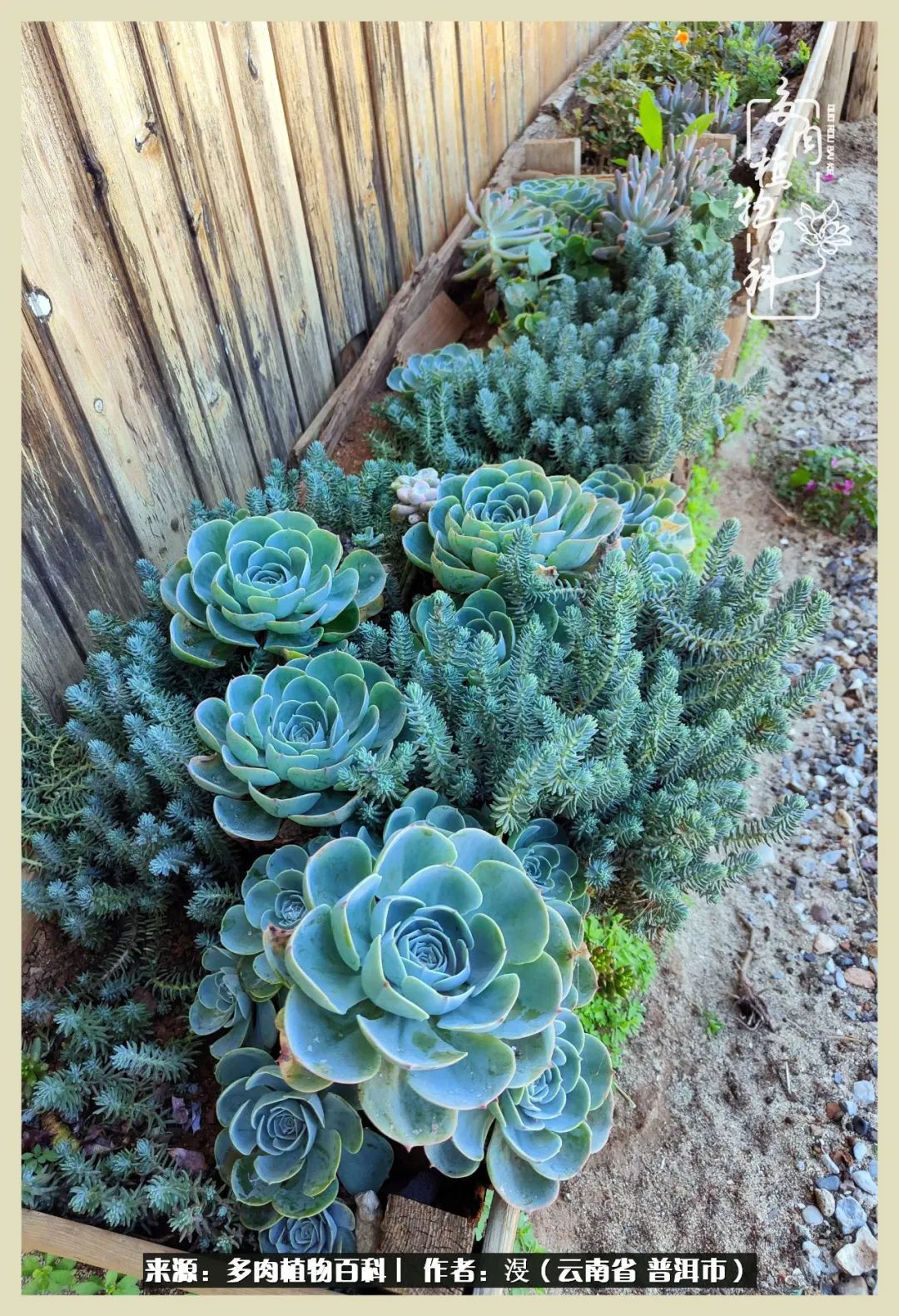 深情不及久伴,厚爱无需多言,择一“爱”,护一生