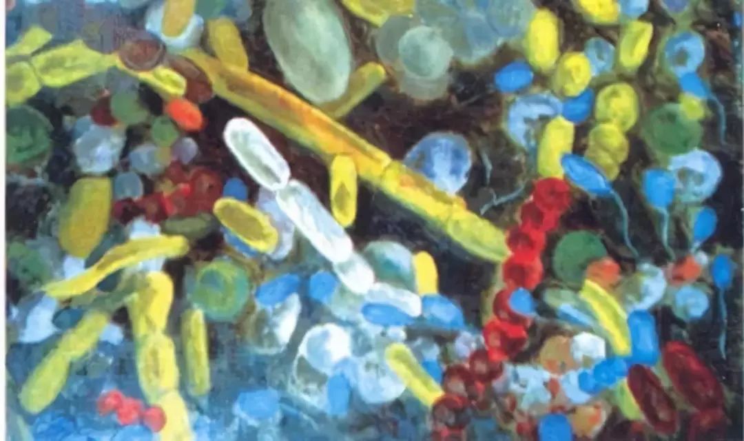 利用宿主分泌的粘蛋白“为食”的Akk菌