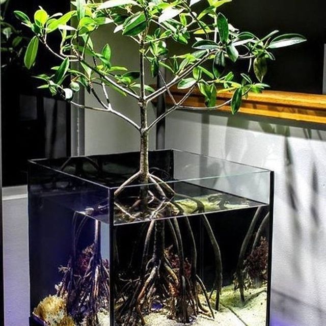 草缸开缸怎么快速建立硝化系统,鱼缸和草缸硝化系统哪个培养得快