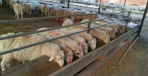 养羊大县瘦肉精处理结果,河北养羊大县又见瘦肉精