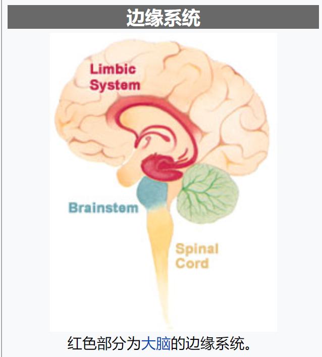 当你遇到大鹅袭击应该怎么办,当你遇见大白鹅你会怎么样