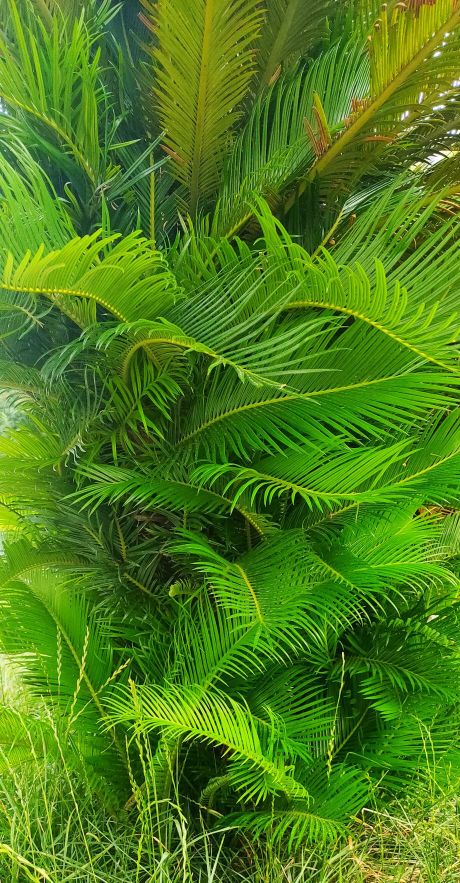 铁树分公铁树母铁树吗,铁树有雄铁树和雌铁树