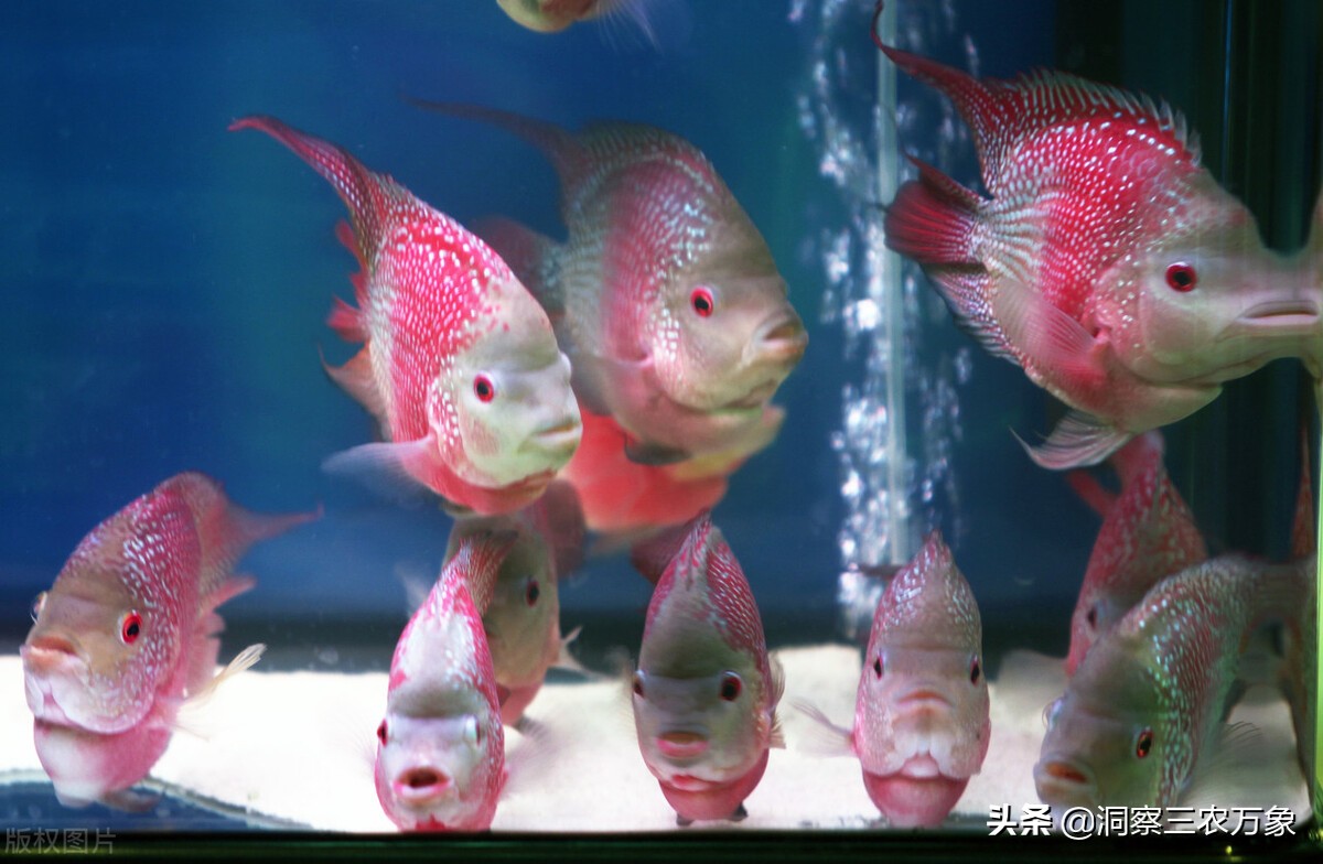 罗汉鱼的饲养方法罗汉鱼最怕什么,罗汉鱼可不可以和其他鱼一起饲养