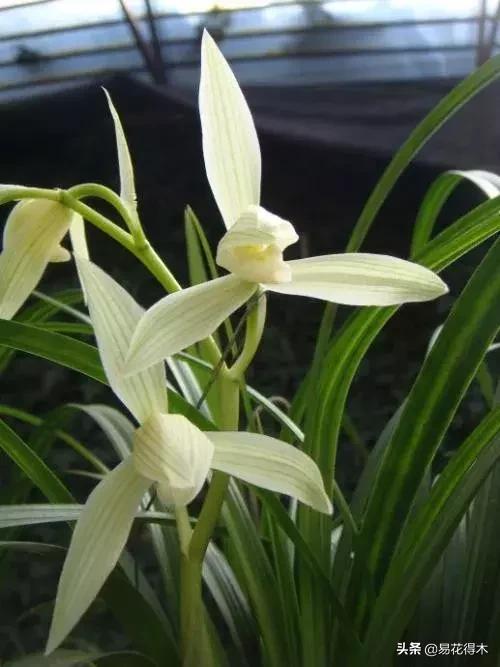 兰花春兰四大名品,兰花十大名品是哪些