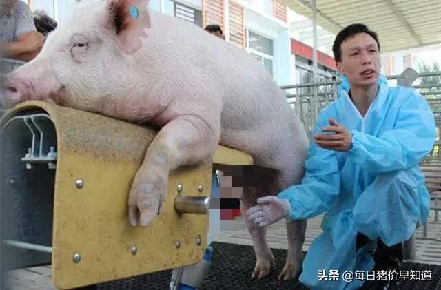 “能力”越出众的公猪越不能本交，只能“用手解决”，咋回事？