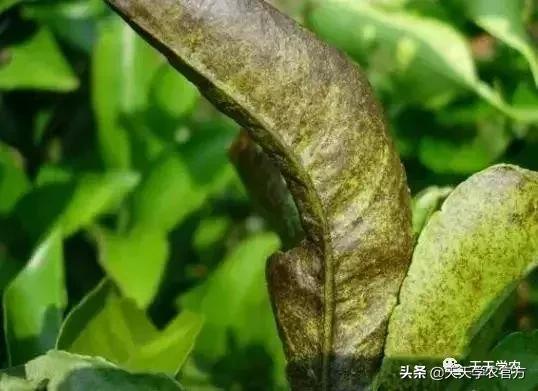 锈壁虱和红蜘蛛药一起可以打吗,杀红蜘蛛的药都可以杀锈壁虱吗