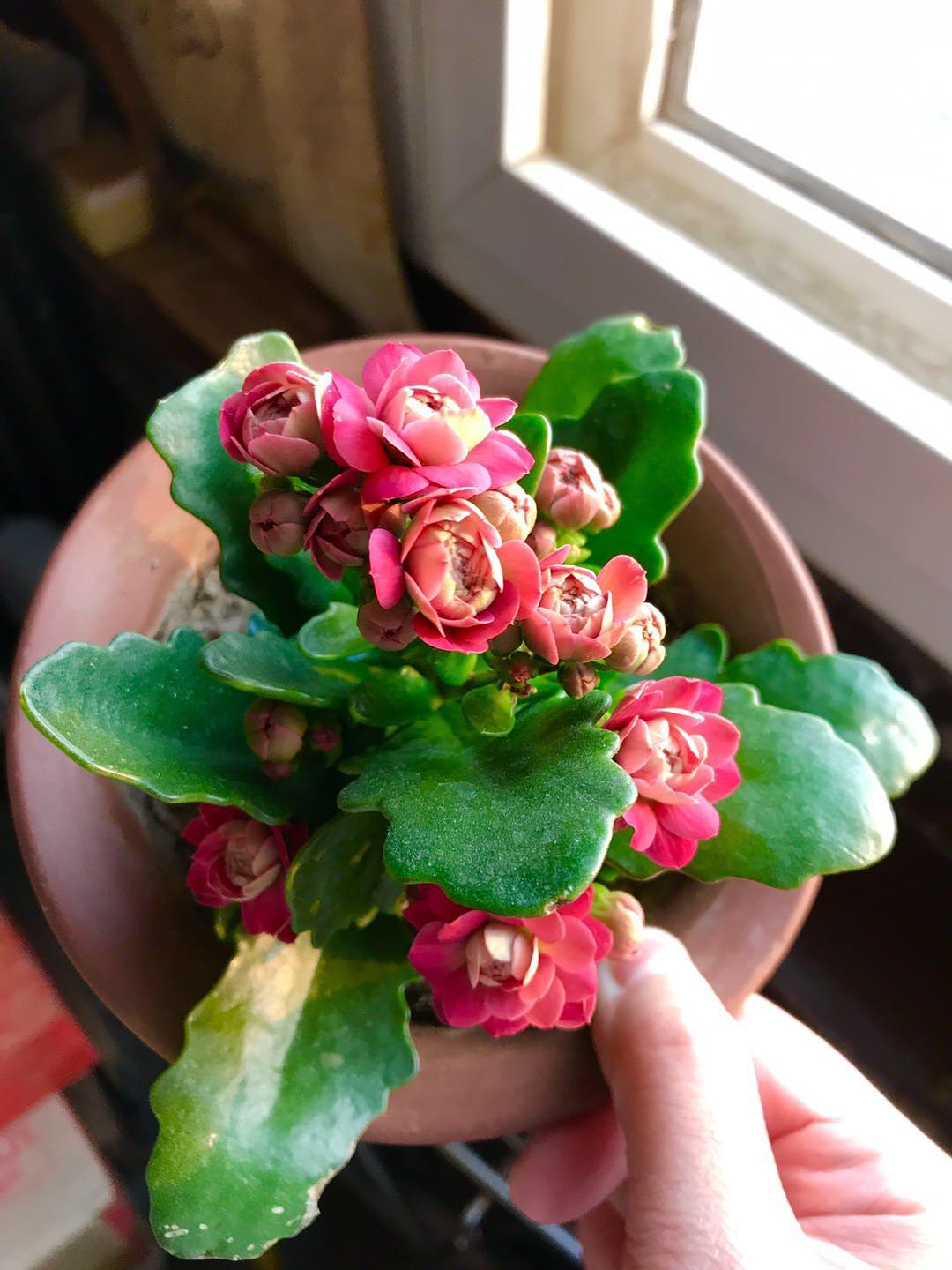 十大好养的懒人花好看,家中常种的十种吉祥花