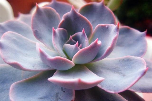 多肉蓝石莲怎么养更漂亮,多肉品种蓝石莲怎么养好