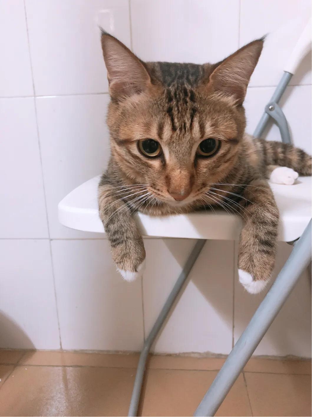 猫咪绝育后去新主人家,猫咪绝育后家里需要消毒吗