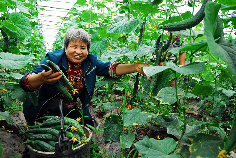 黄瓜有苦味好吃吗,黄瓜有苦味