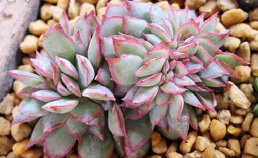 多肉黑虫怎么治疗,室内种多肉怎么防止腐黑