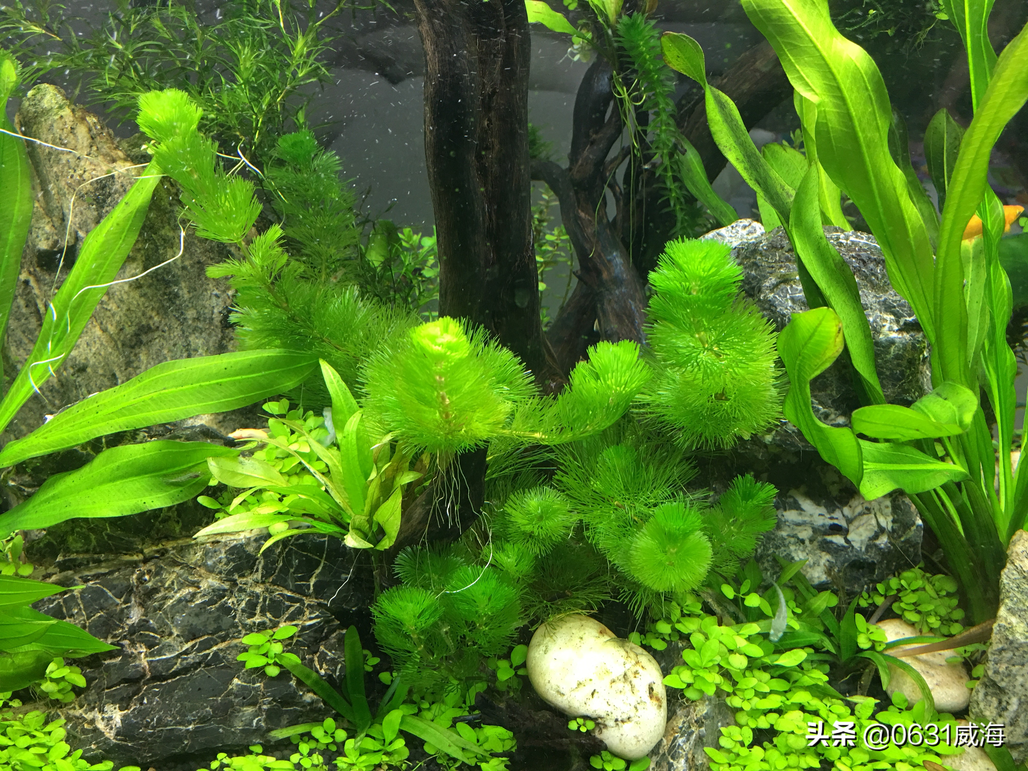 饲养观赏鱼遇到白点病你是如何处理的，土方法你用过没有？