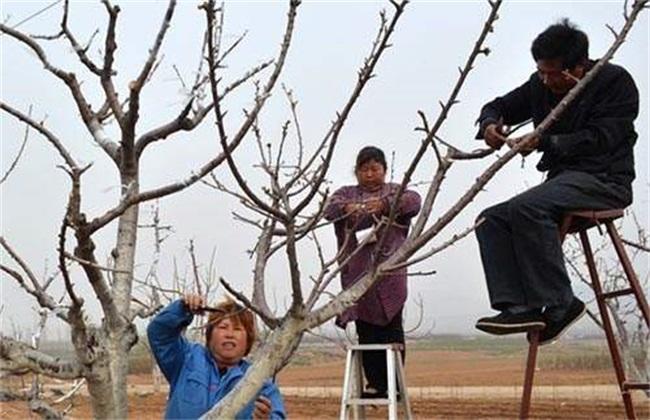 果树幼树冬修剪,修剪果树的方法和时间