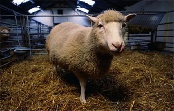 克隆羊以后还有克隆吗,你知道克隆羊为什么只活了三年吗