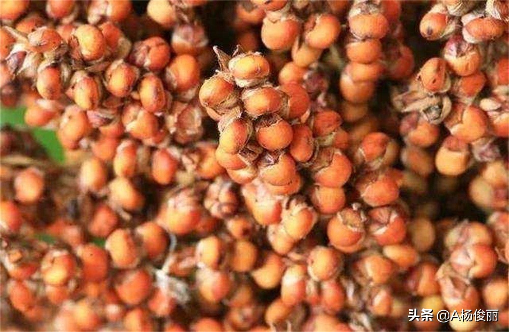 高粱酒的制作方法酿酒设备,酿高粱酒用把高粱粉碎吗