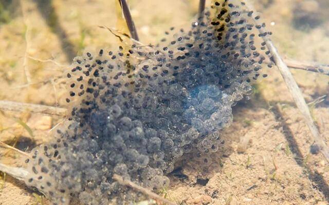华农园养殖赚钱吗,华农园青蛙的养殖方法