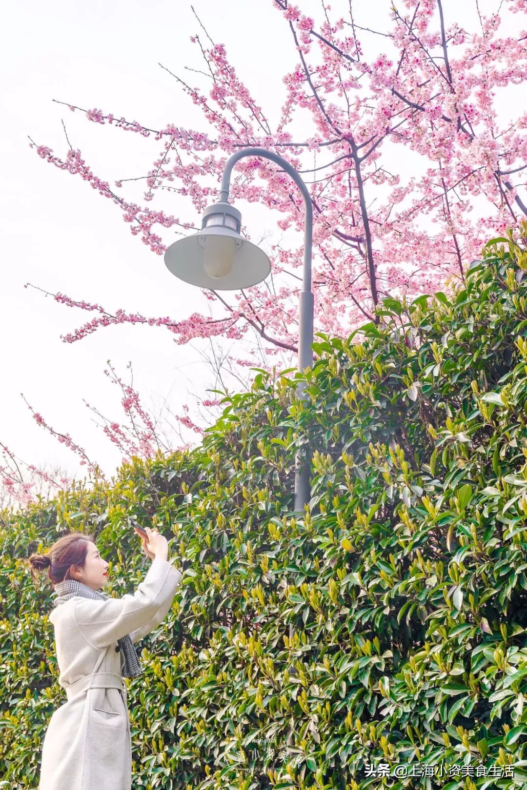 顾村公园一年一度赏樱,顾村公园赏樱点