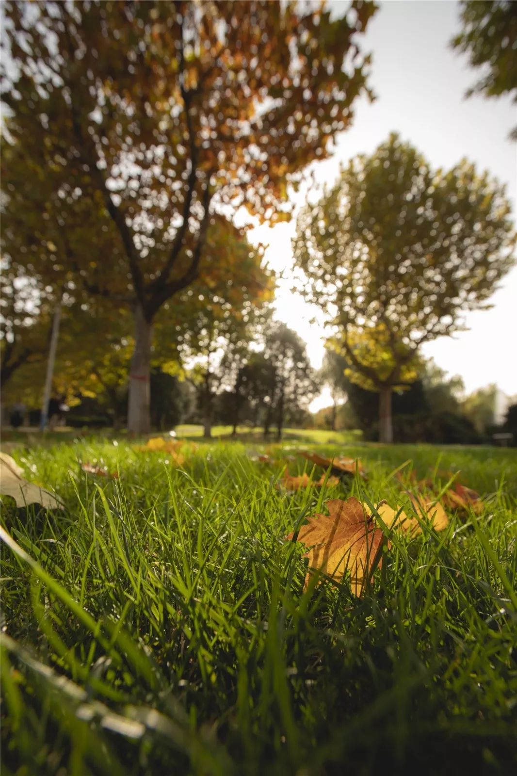 思源学院美景照片,西安思源学院秋景色