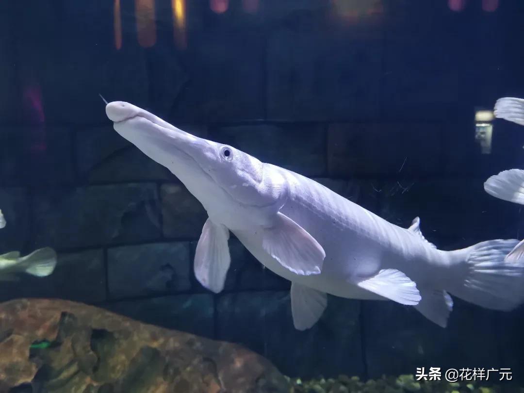 十大凶猛的淡水鱼鳄雀鳝,十大凶猛淡水鱼鳄雀鳝