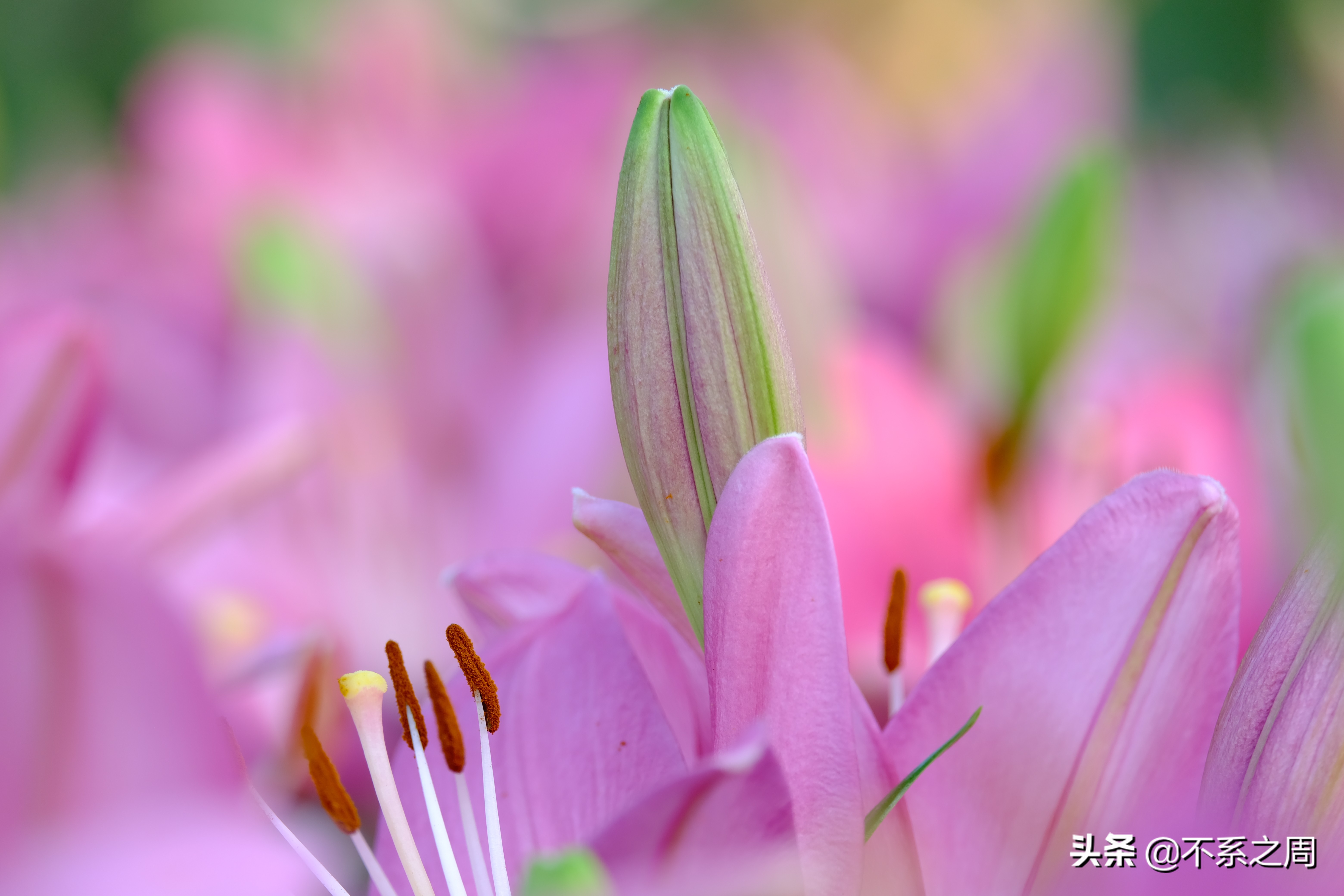 无锡梅园百合花节,无锡梅园中秋游园会