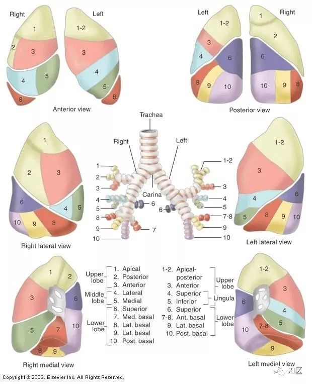 如此详细的肺部影像解剖，有点儿酷！