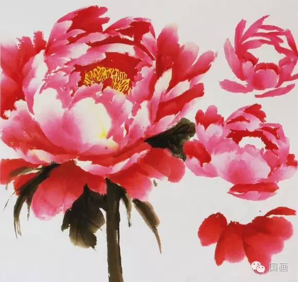 张克申写意牡丹画法教程,邵丹写意牡丹各阶段画法
