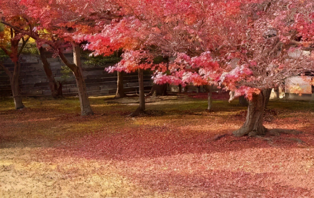 原木和枫木的区别,硬枫木和枫木有什么区别