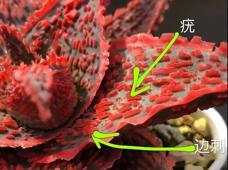 园艺观赏芦荟,园艺芦荟图鉴说明