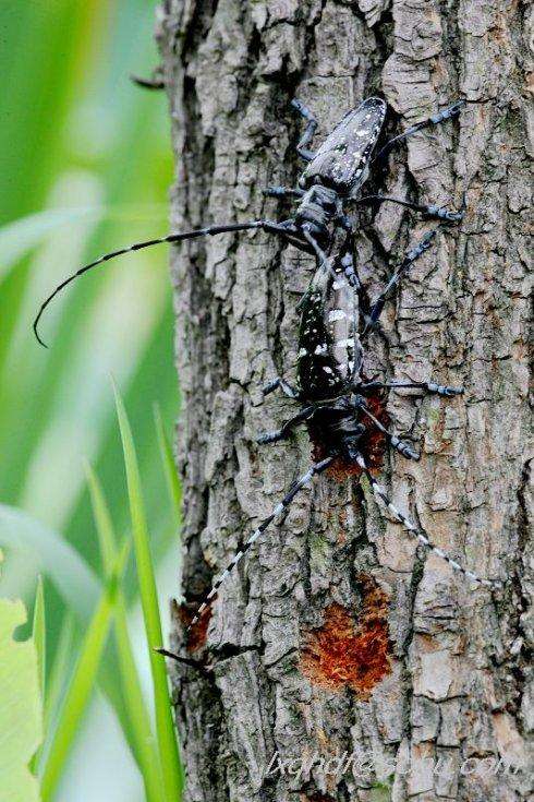 光肩星天牛危害特征及生物防治,光肩星天牛的特征和名字的由来