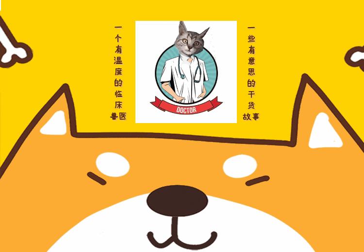 猫咪即将去世找主人,猫咪即将离世和主人告别