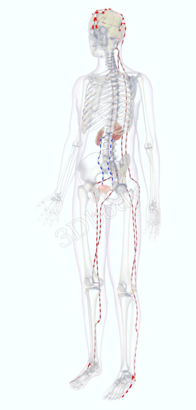 最新经络图精美3d动态循行图,经络3d动态循行图怎样制作