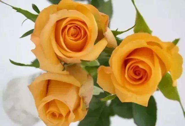 每天学习一点点花卉,100种常见玫瑰品种