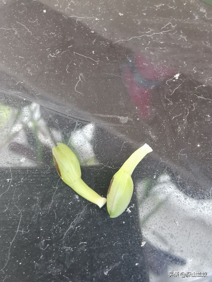 兰花带花芽翻盆后如何养不会消苞,兰花发花芽阶段怎样养护和管理