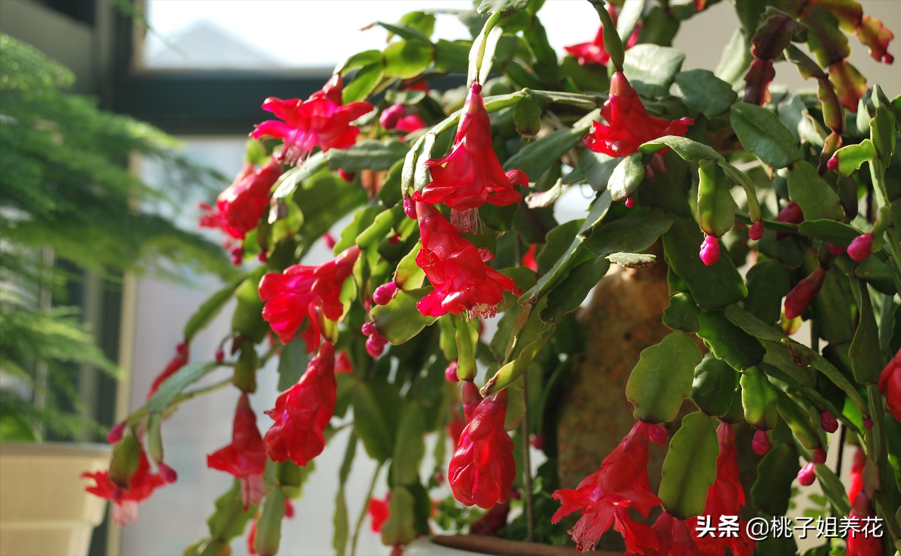 这3种自制“生根水”，用来扦插君子兰、蟹爪兰，插1盆活1盆