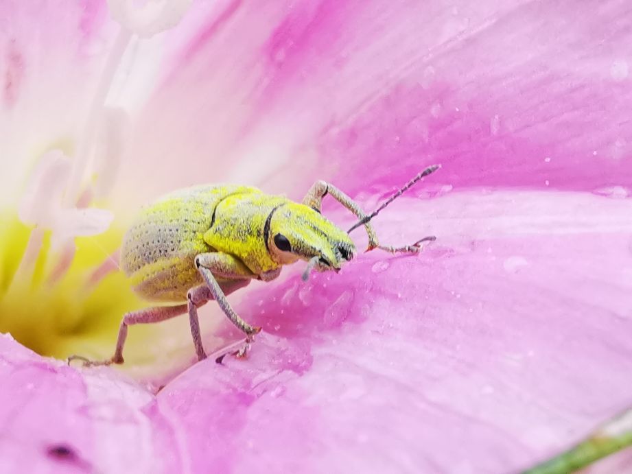 昆虫蚁象,甘薯蚁象是竹笋虫吗
