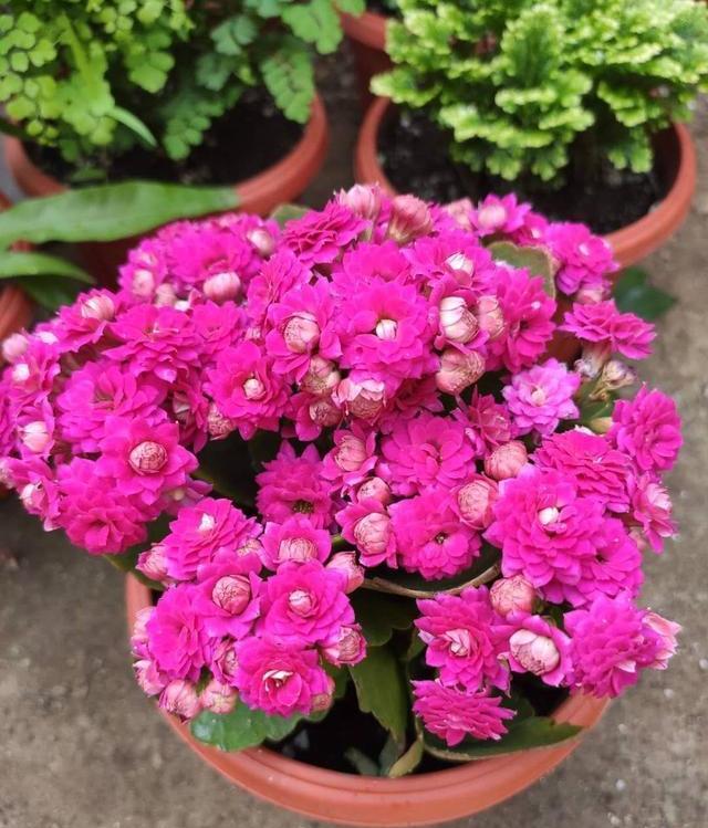 长寿花长得很难看怎么办,长寿花怎么才能长得又快又粗