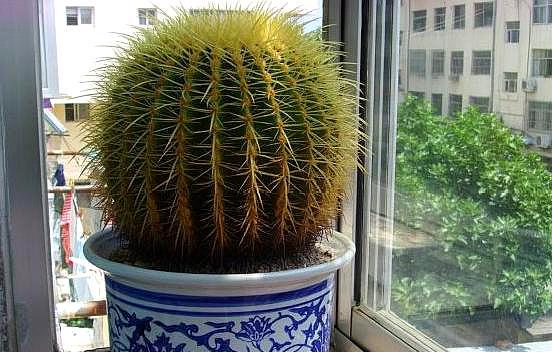 4种花颜值高养在家里超漂亮,家里养什么花招财又旺家