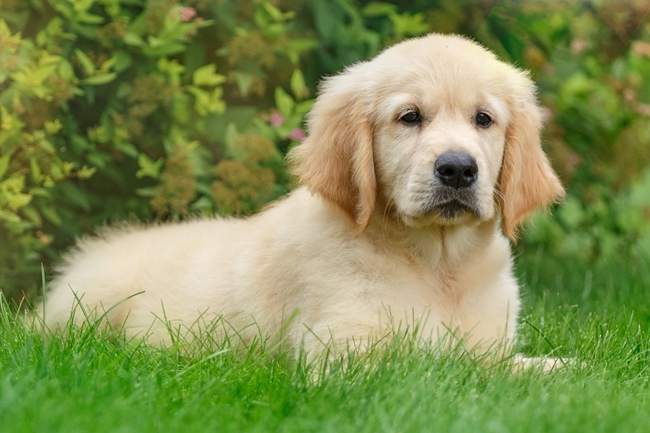 金毛月经期间能吃打虫药吗,金毛来月经可以洗澡吗