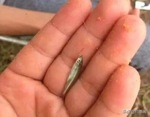 野钓用钩实用性很高的钩型,野钓入门鱼钩的选择图解