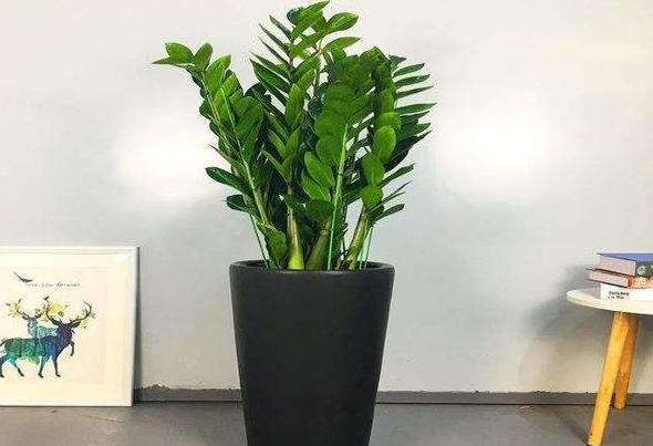 金钱树的种植和管理,养好金钱树需要注意什么细节