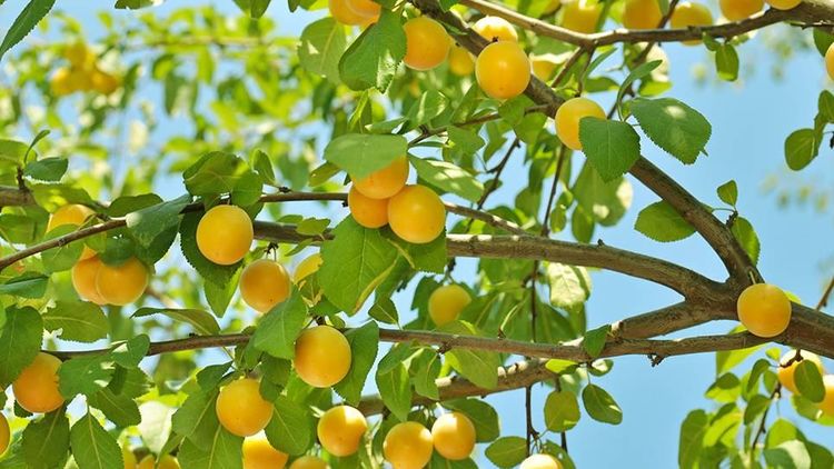 敦煌味道音乐,敦煌味道在哪里