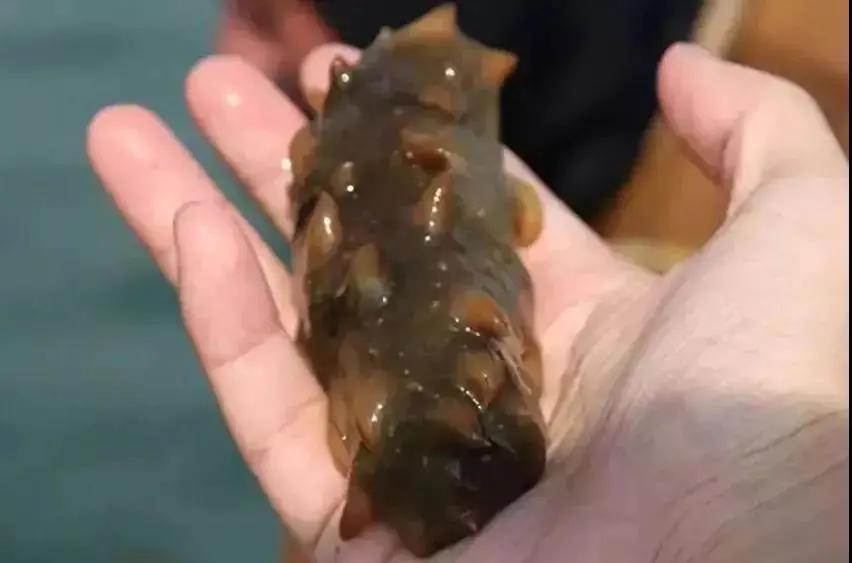 海参体内的纤毛虫怎样清除,海参纤毛虫是什么原因导致的